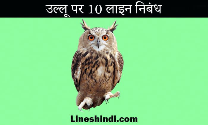 owl bird in hindi essay