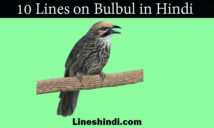 10 lines on bulbul in hindi